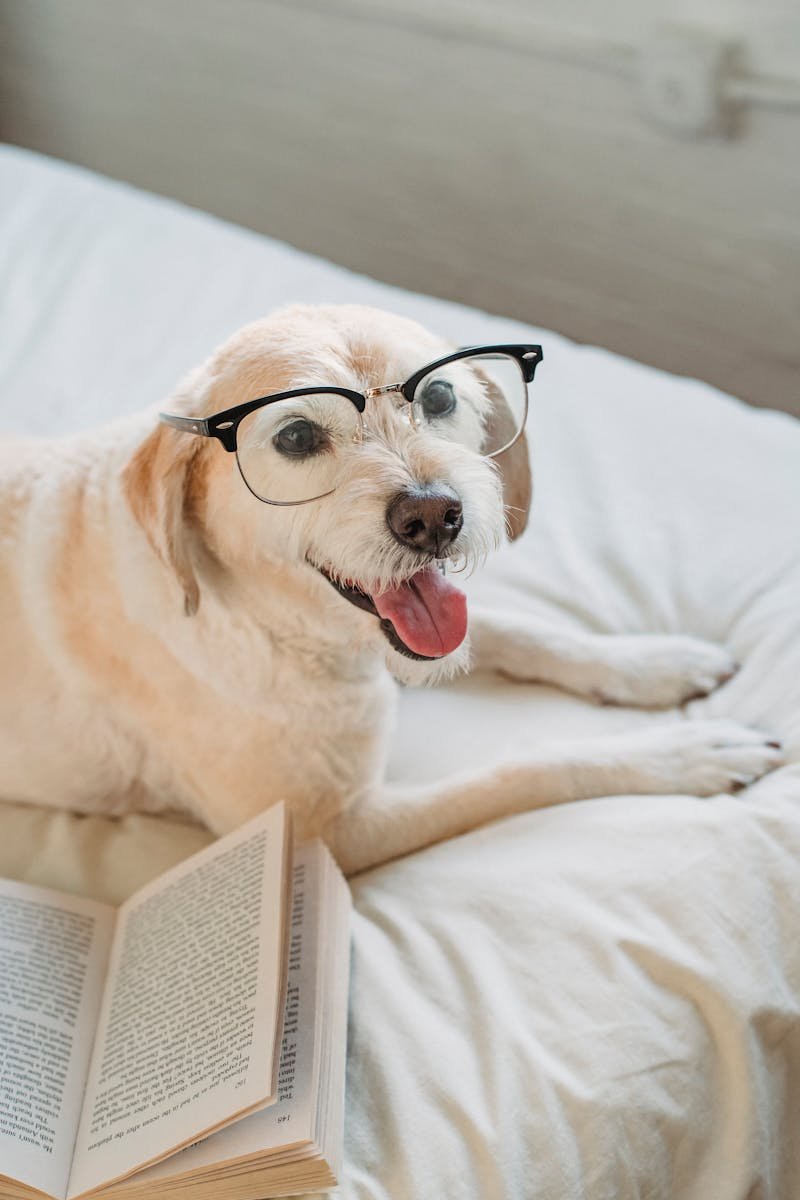 Adorable dog wearing glasses, relaxing on bed with an open book, creating a funny and endearing scene.